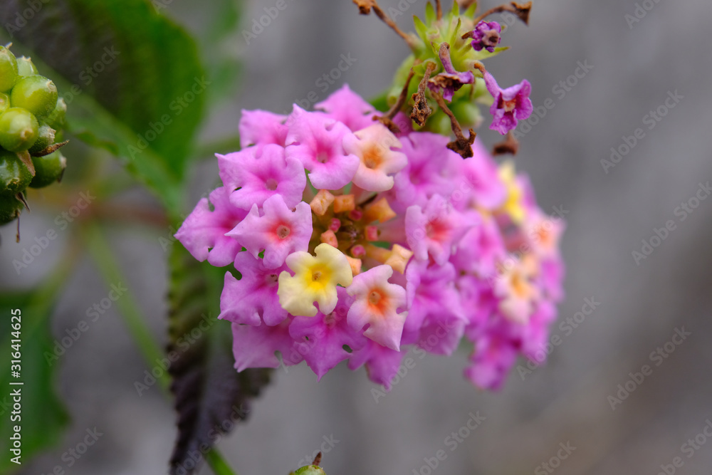 Fototapeta premium Paperbrush