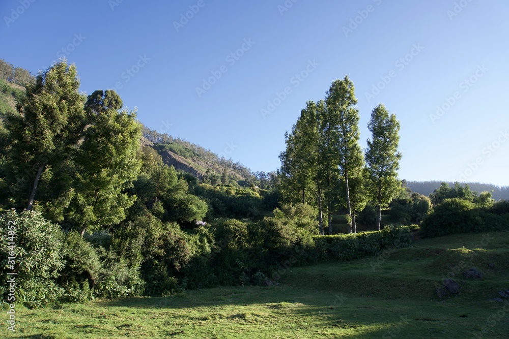 Obraz premium Forest railway with green trees ,tea garden, blue sky, view point , Landscape, mountain, hill village, long view of the mountain , outdoor and beauty of the nature 