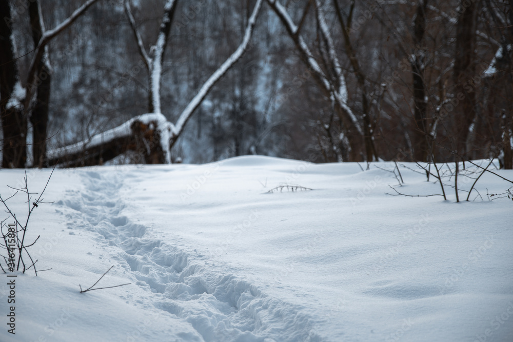 Obraz premium Winter park in the snow in the evening