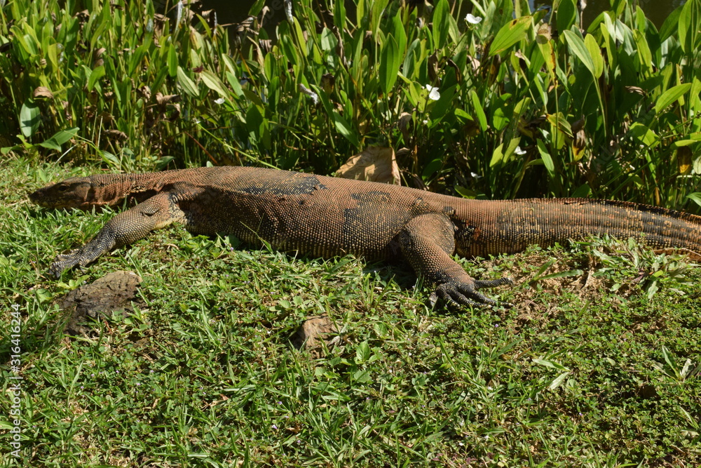 Monitor lizard in the wild of Southeast Asia. Monitor lizard in the green grass. Close up Monitor lizard in the wild of Southeast Asia. Monitor lizard in the green grass. Close up