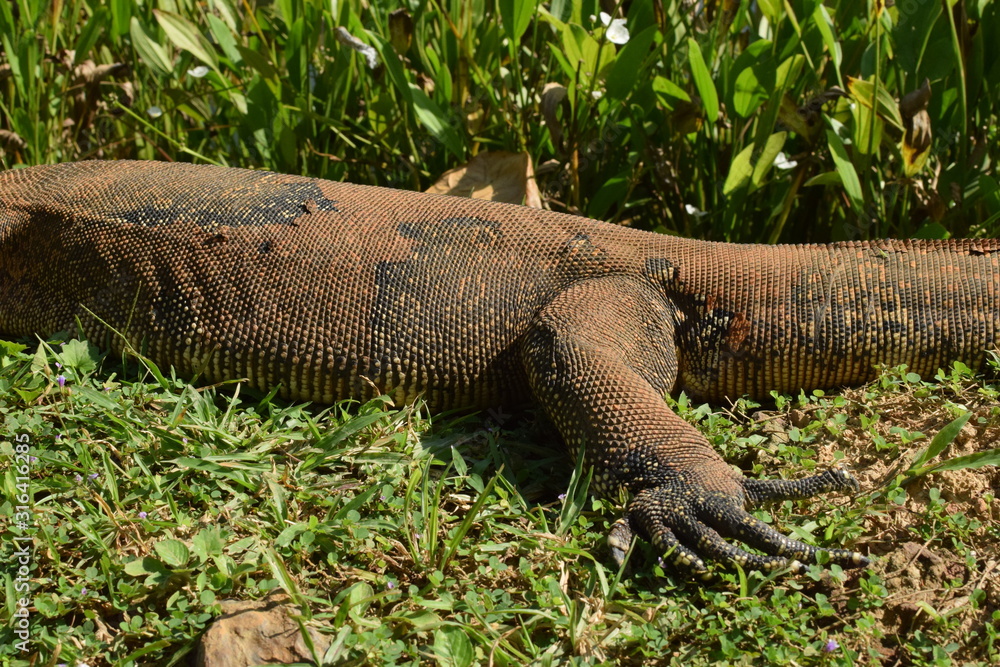 Monitor lizard in the wild of Southeast Asia. Monitor lizard in the green grass. Close up Monitor lizard in the wild of Southeast Asia. Monitor lizard in the green grass. Close up