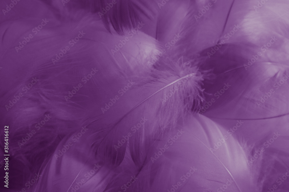Beautiful abstract colorful black and purple feathers on white background and soft white pink feather texture on dark pattern and light blue background, colorful feather, purple banners Beautiful abstract colorful black and purple feathers on white background and soft white pink feather texture on dark pattern and light blue background, colorful feather, purple banners