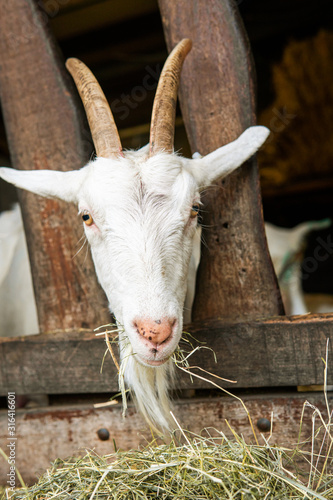goat on a farm