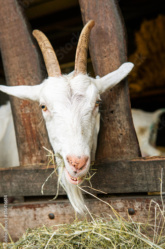 goat on a farm