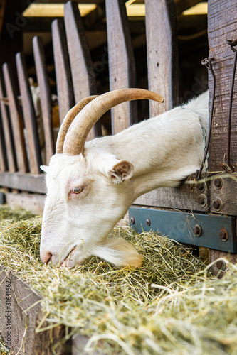 goat on a farm