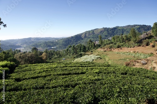 Forest railway with green trees ,tea garden, blue sky, view point , Landscape, mountain, hill village, long view of the mountain , outdoor and beauty of the nature 