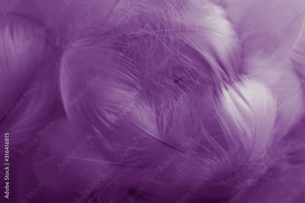 Beautiful abstract colorful black and purple feathers on white background and soft white pink feather texture on dark pattern and light blue background, colorful feather, purple banners Beautiful abstract colorful black and purple feathers on white background and soft white pink feather texture on dark pattern and light blue background, colorful feather, purple banners