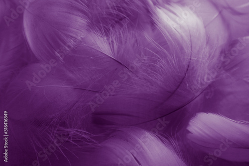 Beautiful abstract colorful black and purple feathers on white background and soft white pink feather texture on dark pattern and light blue background  colorful feather  purple banners