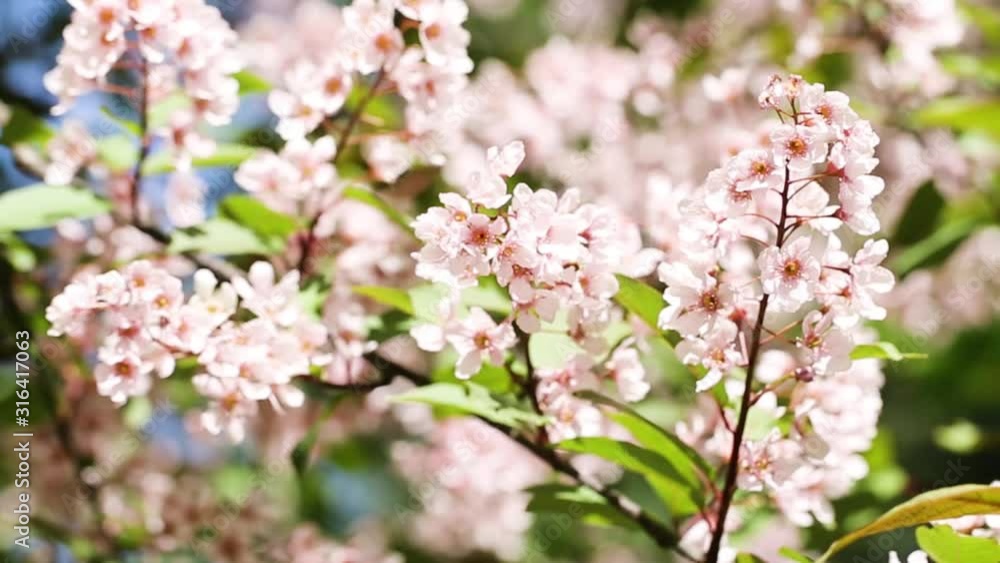 Pink sakura flower, Cherry blossom swaying in wind closeup background. Pink sakura flower, Cherry blossom swaying in wind closeup background.