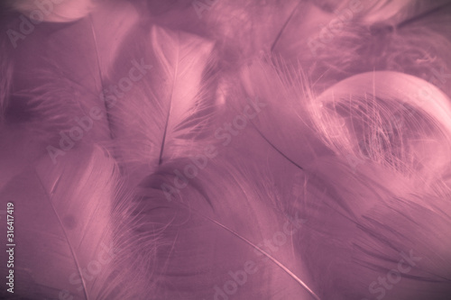 Fototapeta Naklejka Na Ścianę i Meble -  Beautiful abstract colorful black and purple feathers on white background and soft white pink feather texture on dark pattern and light blue background, colorful feather, purple banners