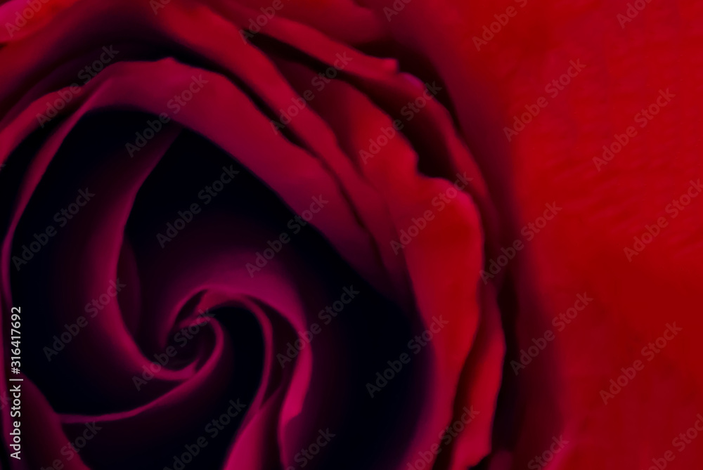red rose macro close up top view red rose macro close up top view