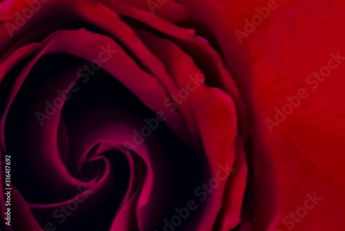 red rose macro close up top view