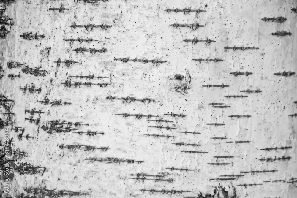 the texture of the tree bark birch tree black white