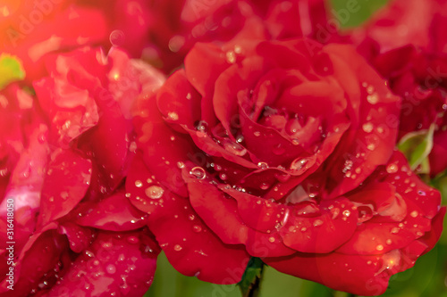 red rose in dew drops close up petals