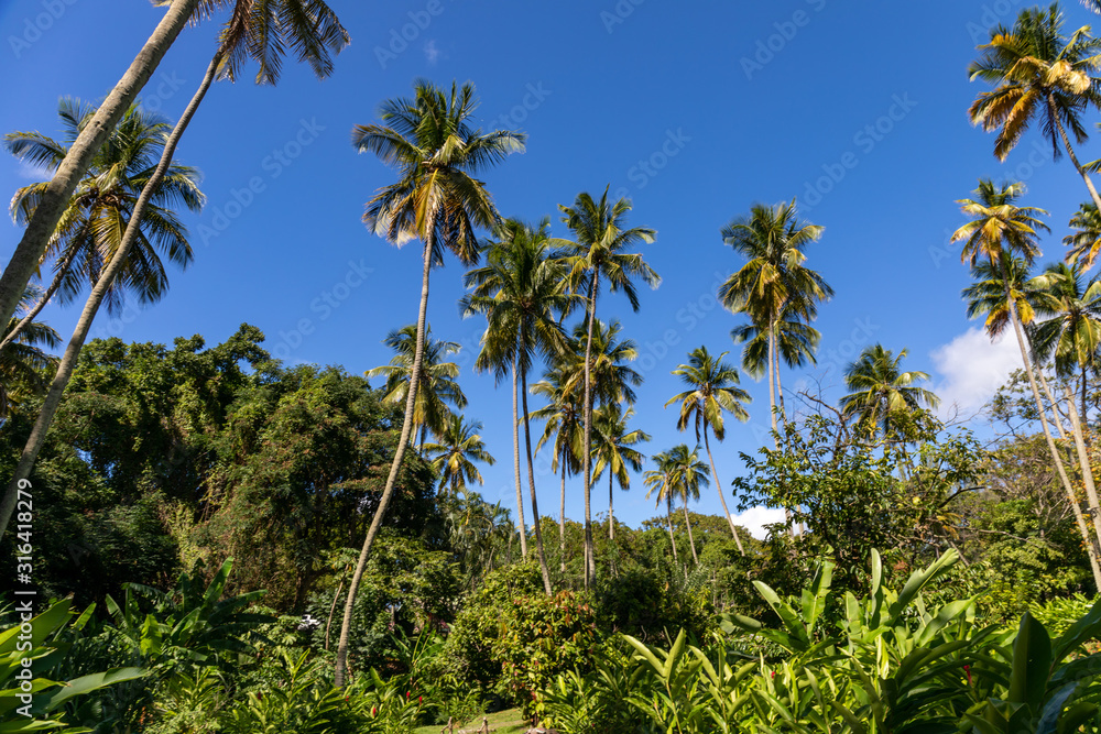 Soufriere, Saint Lucia, West Indies - Morne Courbaril botanical garden