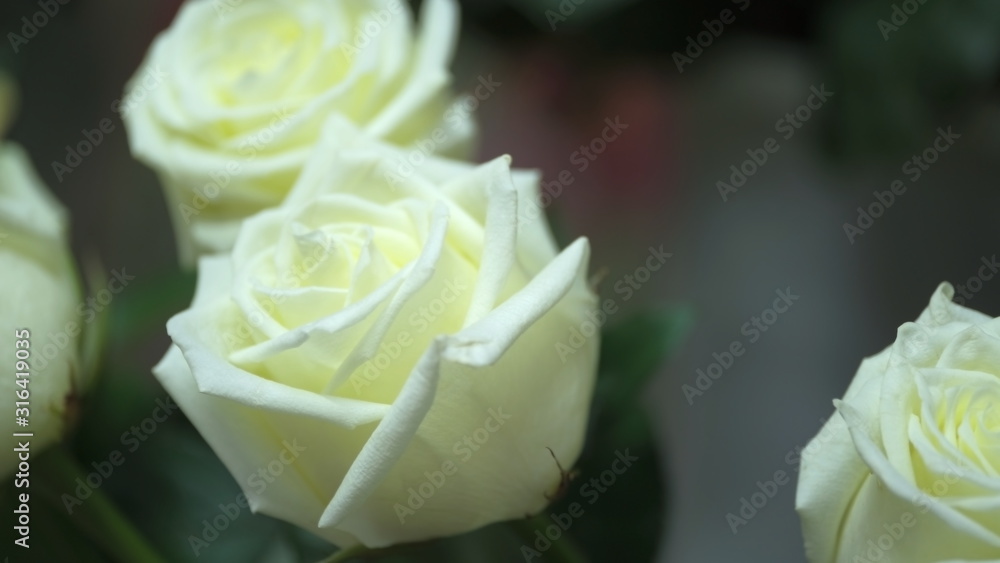 Obraz premium Flower buds. Defocused blurred floral background for holiday cards.