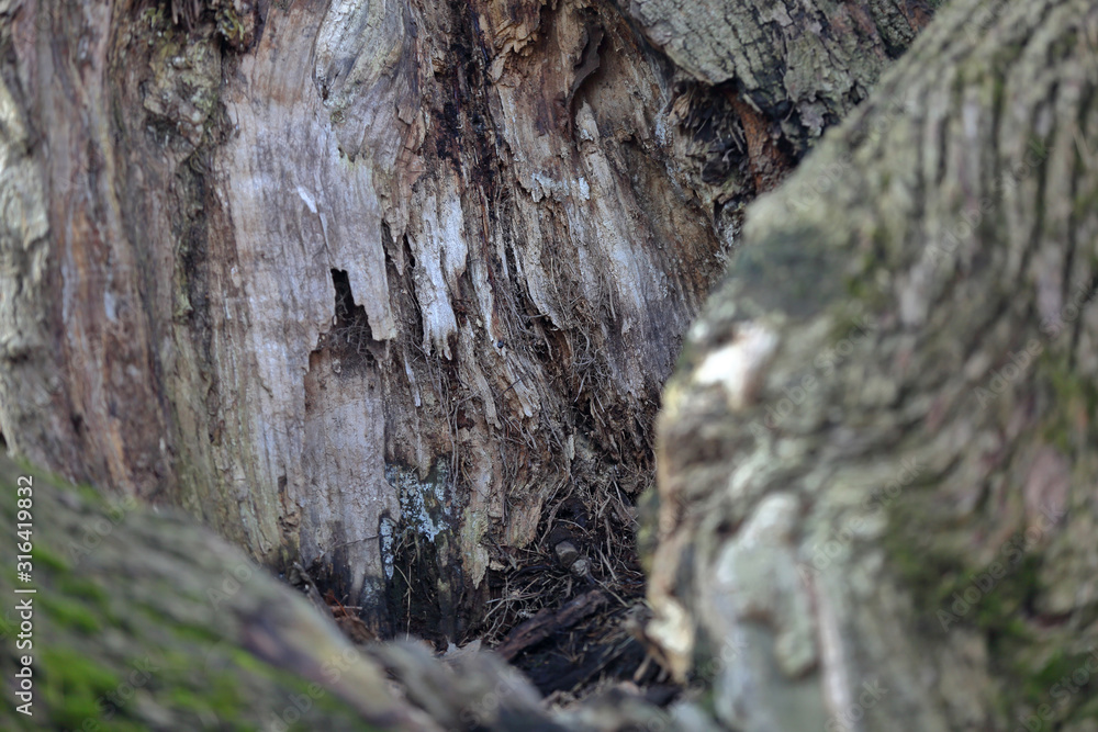 The textured surface of the bark of the old perennial deciduous tree The textured surface of the bark of the old perennial deciduous tree