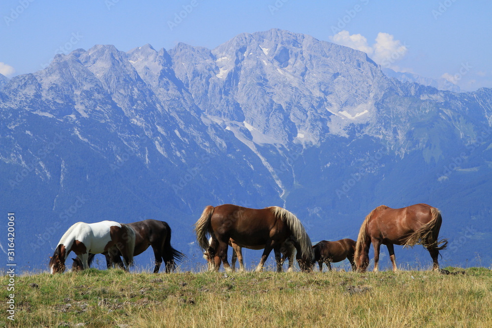 Obraz premium Chevaux en montagne