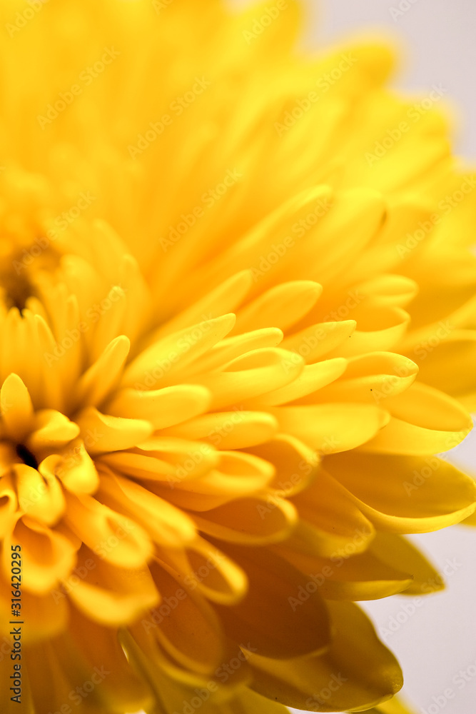 close-up macro of a yellow flower blooming close-up macro of a yellow flower blooming