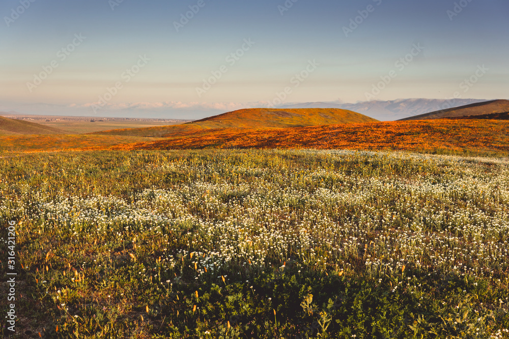Orange covered hills in California
