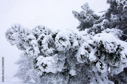 Close-up of snowy pine branches © Олег Кононов