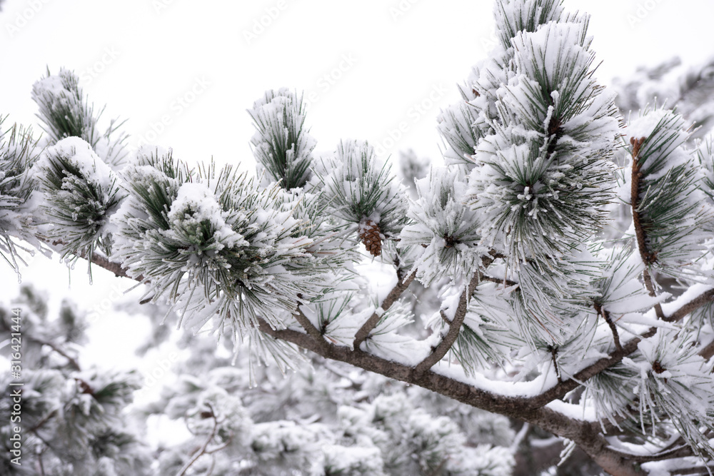 snowy pine needles closeup. pine trees in the snow snowy pine needles closeup. pine trees in the snow