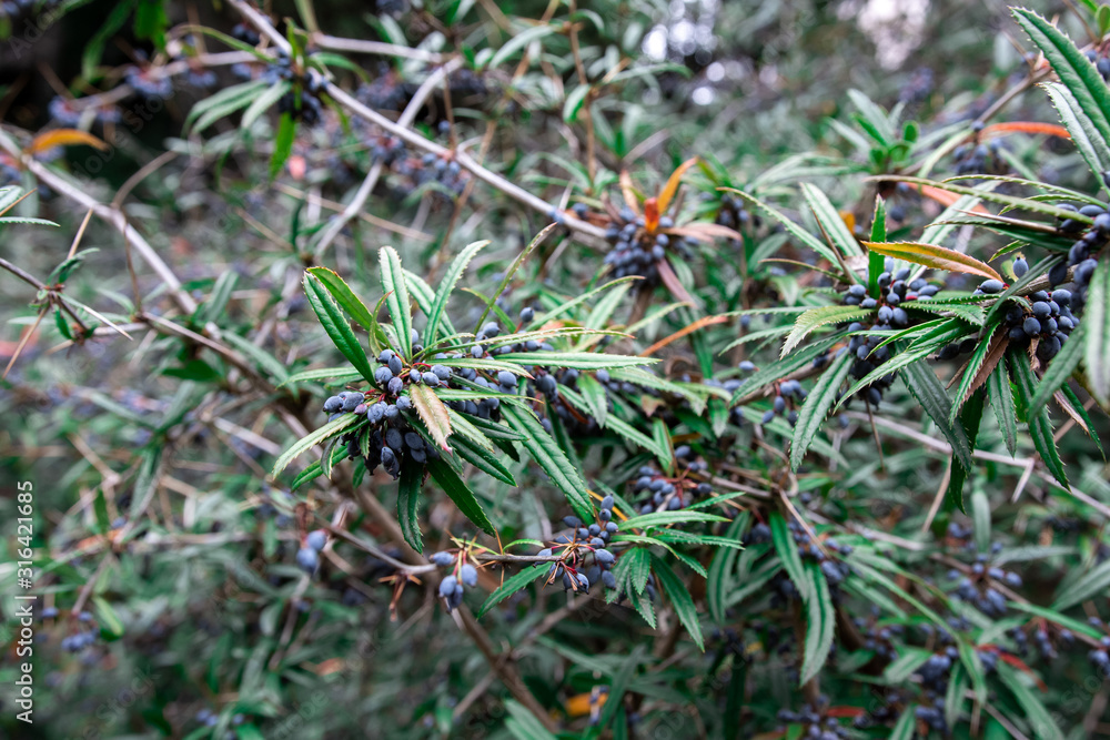 Berries of barberry in the winter on a bush Berries of barberry in the winter on a bush