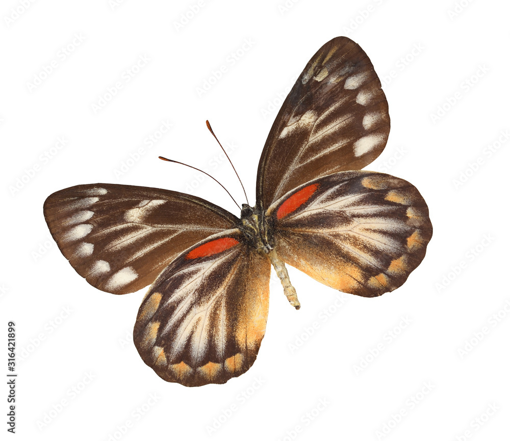 Fototapeta premium The red-spot Jezebel (Deliias descombesi) butterfly