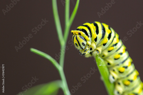 Closeup of swallowtail butterfly caterpillar