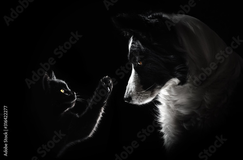 Plakat kot i pies piękny portret na czarnym tle magia światła przyjaźń zwierzę