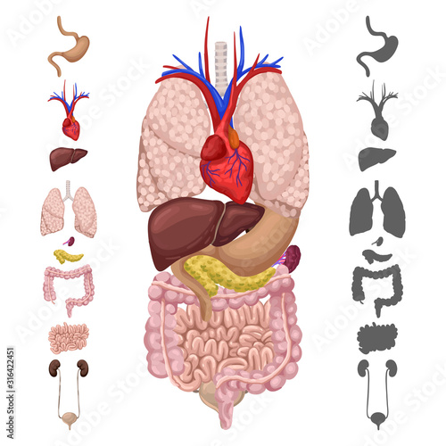 Organs in the human body, a set of icons and silhouettes of internal organs. Vector set illustration.