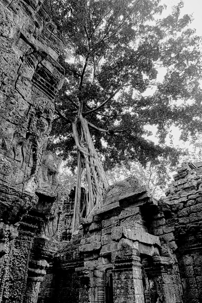 Ruins and tree with roots