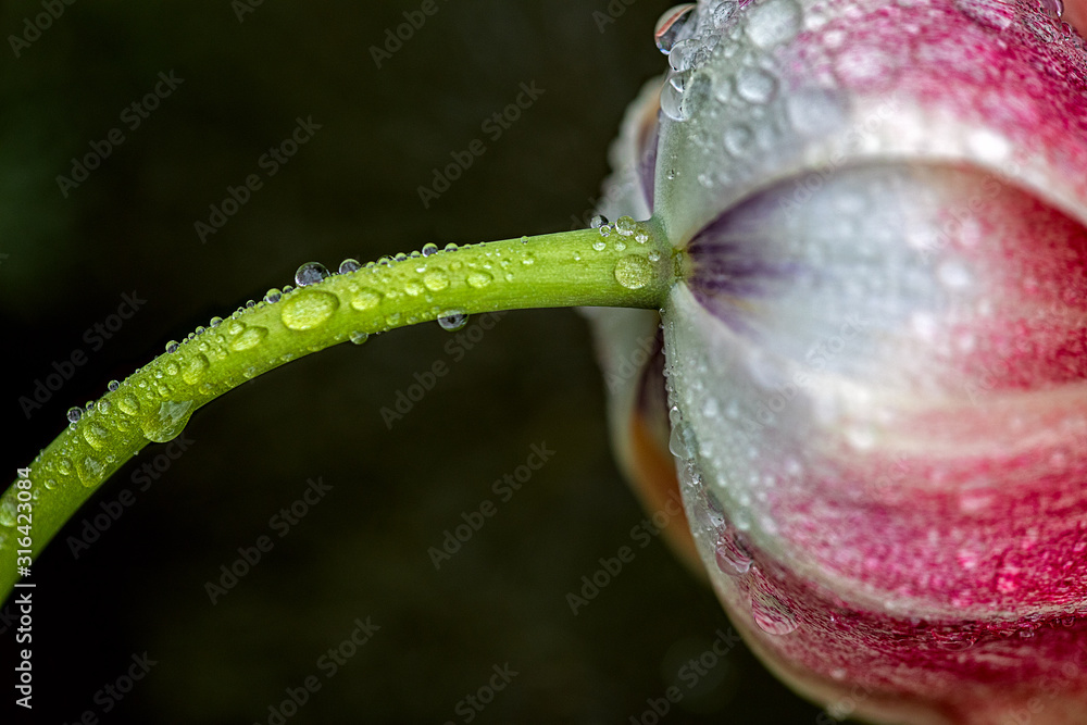 Stem and underside of a tulip wet from the rain Stem and underside of a tulip wet from the rain