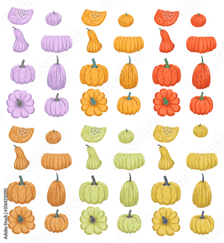Large set of colorful pumpkins of different sizes. Autumn set of vegetables.