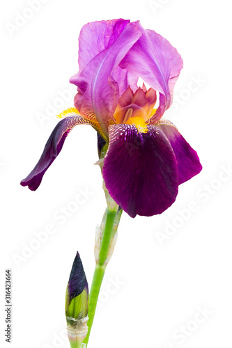 Iris with purple petals on a white isolated background_