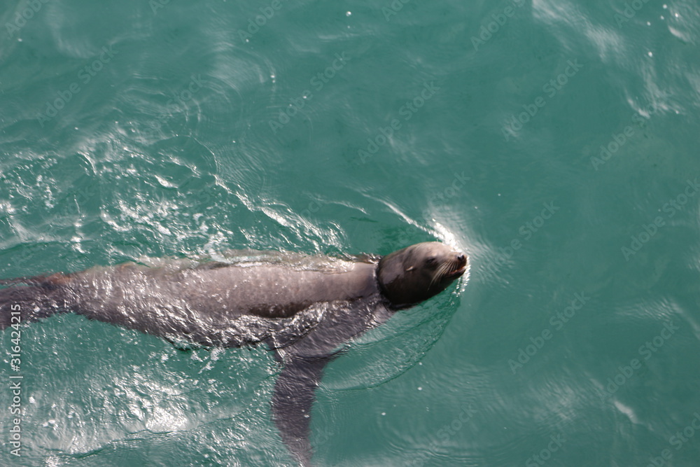 Obraz premium Robbe 2