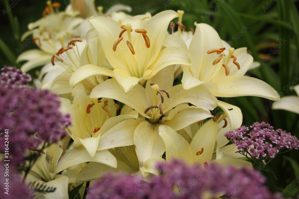 Obraz premium Lily ivory in the garden