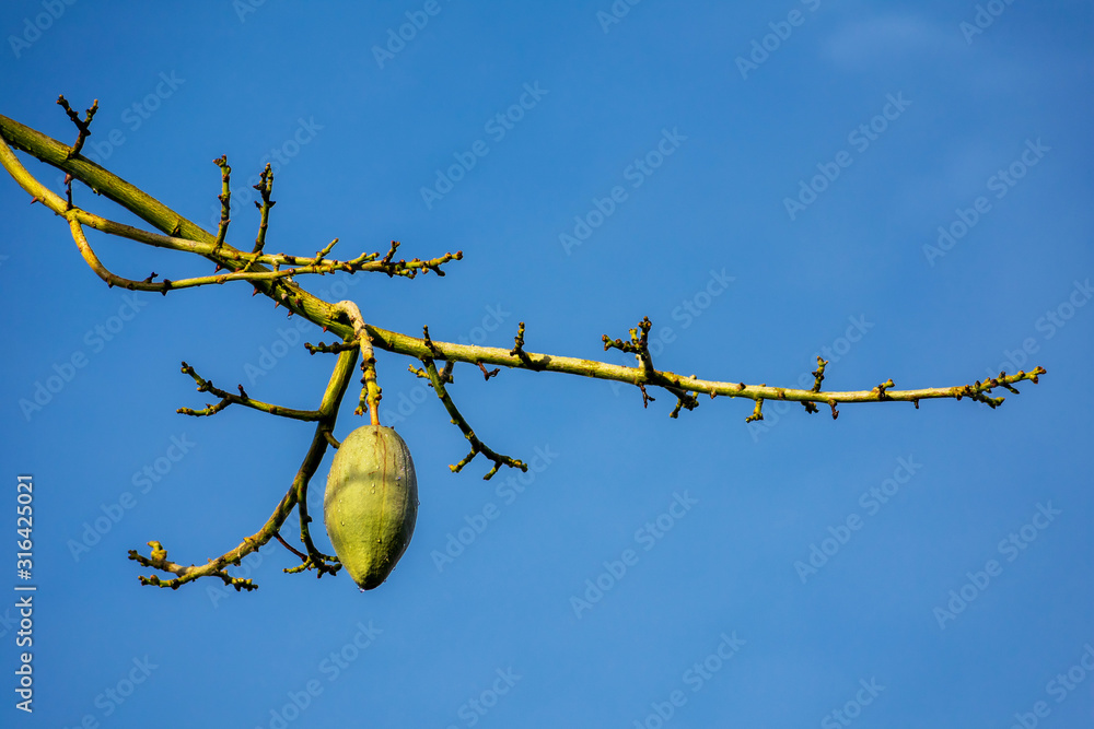 Pear shaped capsule, ovoid fruit pod, of floss silk tree. No leaves, no