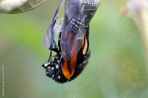 Leinwand Poster Emerging Monarch butterfly