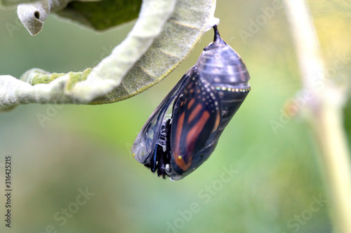 Fotografija Monarch butterfly in chrysalis