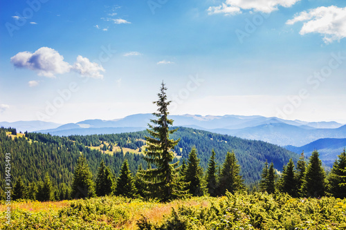 Fir trees on a background of mountains in sunny weather_