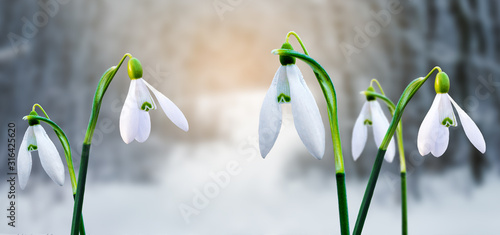 Snowdrops on forest background during sunrise. The first spring flowers_