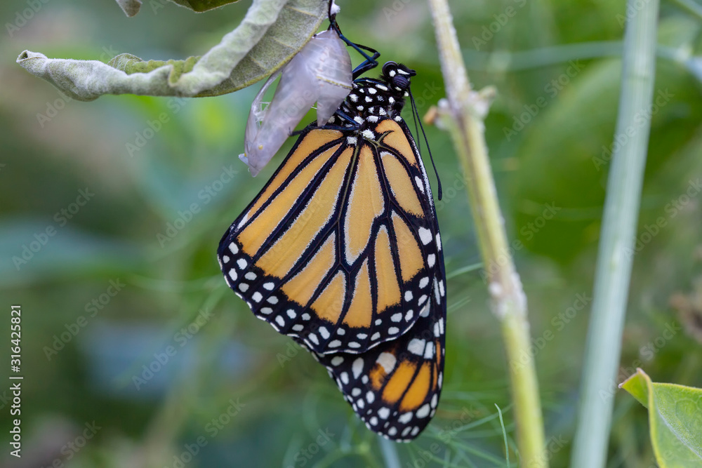 Fototapeta premium Closeup of Monarch butterfly