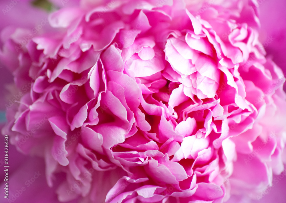 Beautiful pink peony background in vintage style. Beautiful flowers, peonies. A bouquet of pink pawns background. Lush petals of white-pink peony, close-up. pink colored peonies, blur, soft focus,
