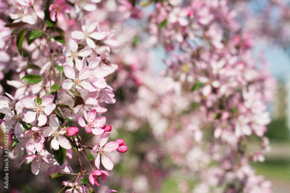 Closeup of a brach of beautiful spring plum tree covered with pink blossom Closeup of a brach of beautiful spring plum tree covered with pink blossom