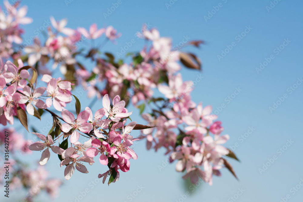 Beautiful spring plum tree branch covered with pink blossom against blue sky Beautiful spring plum tree branch covered with pink blossom against blue sky