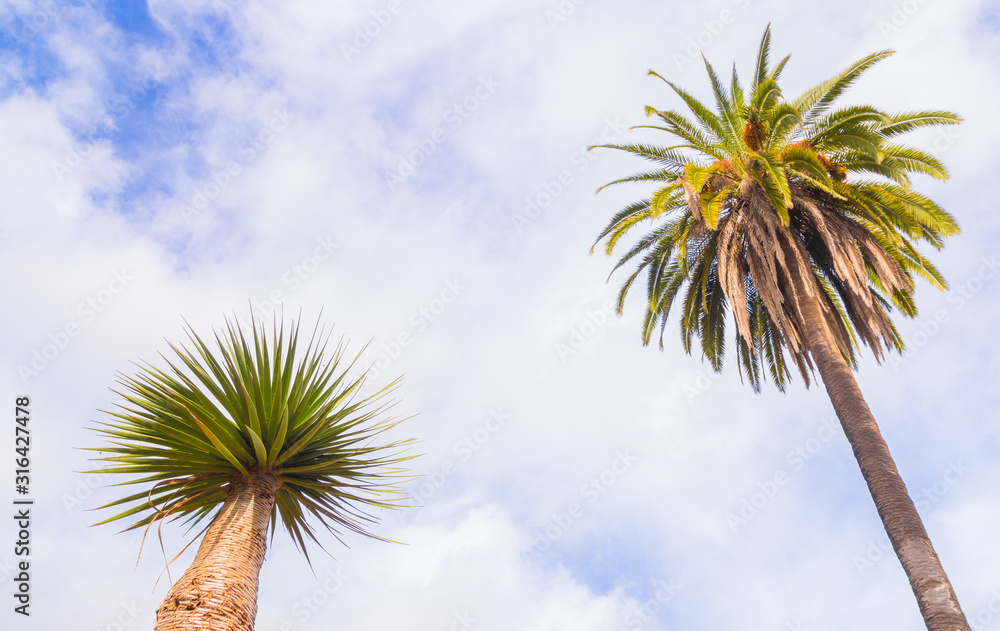 two different kinds, species of palm trees on blue cloudy sky background two different kinds, species of palm trees on blue cloudy sky background