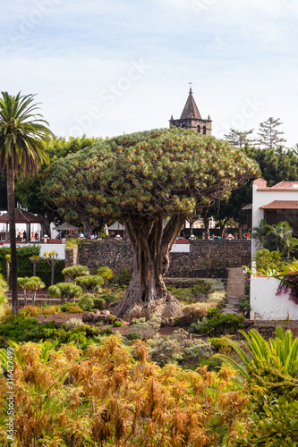 drago milenario tree, a thousand years old plant in icod de los vinos, tenerife island