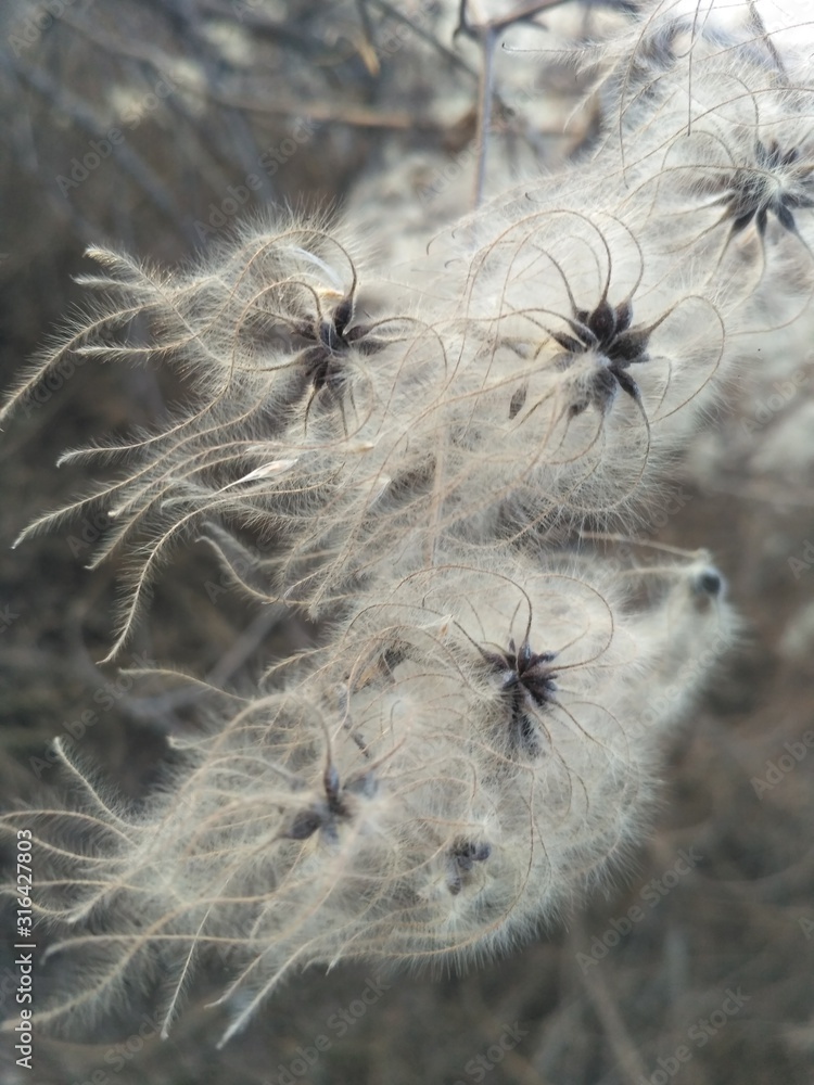 Obraz premium macro of dandelion on black background of blue sky