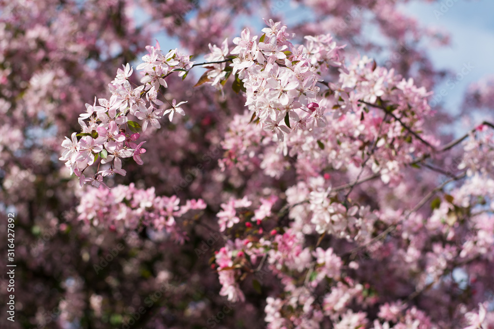 Branch of a plum tree covered with pink blossom - blurred background